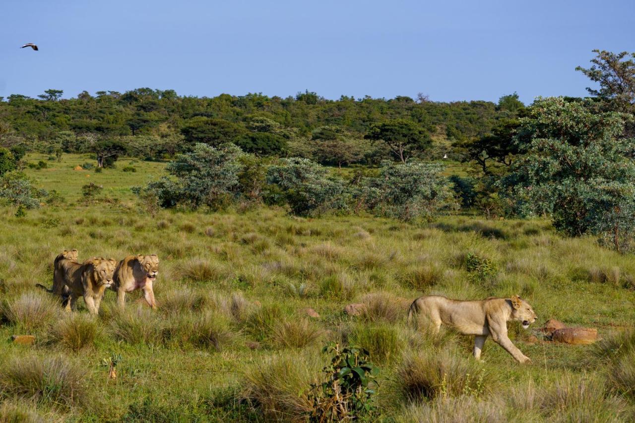 Elephants Crossing 威尔吉旺登禁猎区 外观 照片