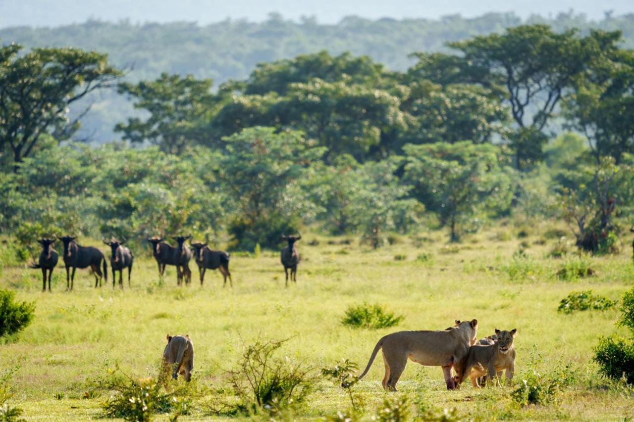 Elephants Crossing 威尔吉旺登禁猎区 外观 照片